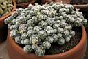 MAMMILLARIA GRACILIS.jpg